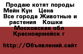 Продаю котят породы Мейн Кун › Цена ­ 12 000 - Все города Животные и растения » Кошки   . Московская обл.,Красноармейск г.